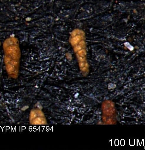 Verneuilinoides kansasensis