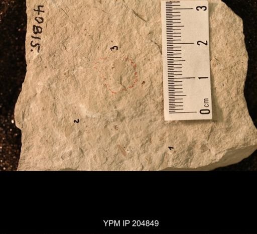 Dichentomum sp.