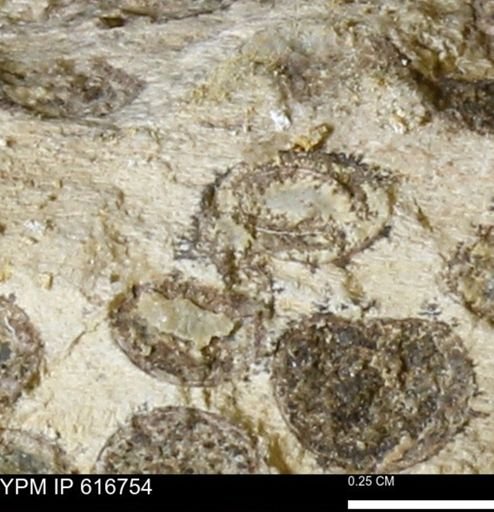 Teredo sp.