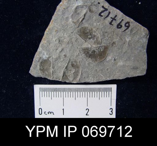Plectambonites sericeus glaber
