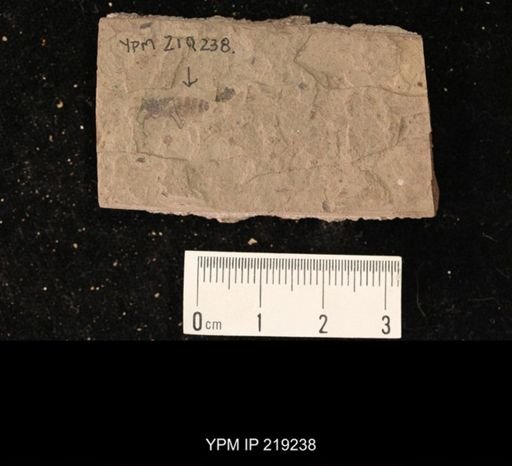 undet. Lygaeidae
