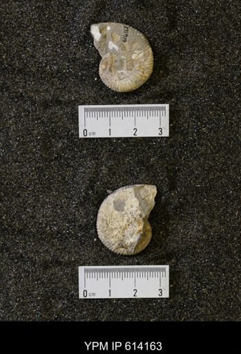 Hoploscaphites sp.