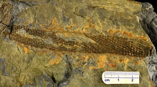 Colpodexylon deatsii