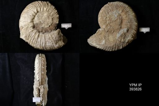 Prionocyclus sp.