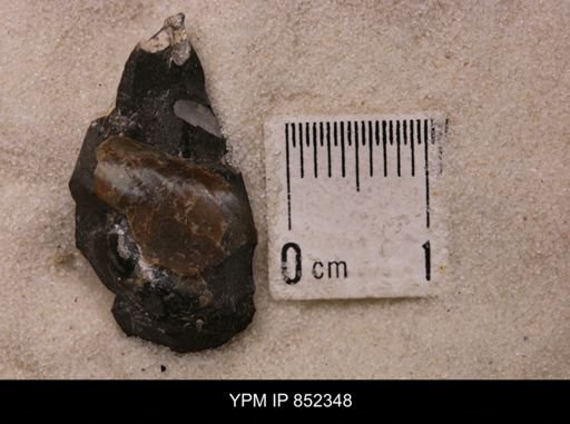 Baculites sp.