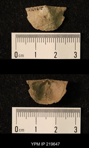 Chonetes granulifer