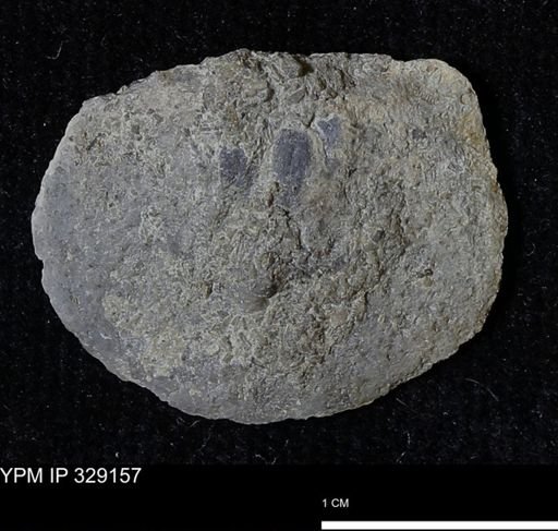Pholidostrophia iowaensis