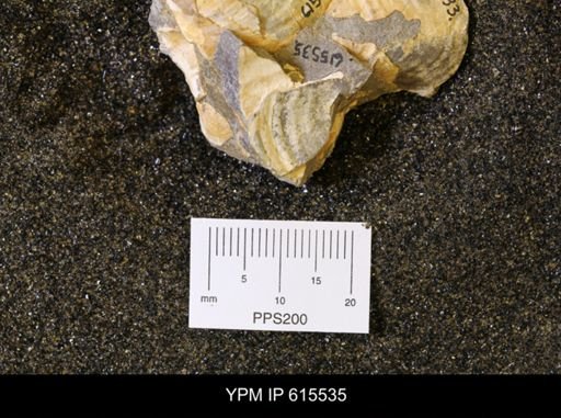 Inoceramus sp.