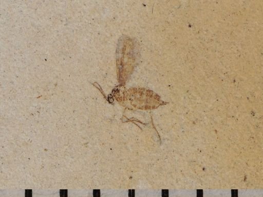 undet. Diptera