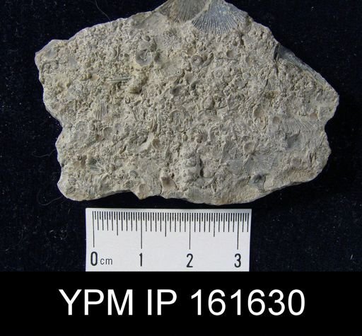 Pholidops implicata