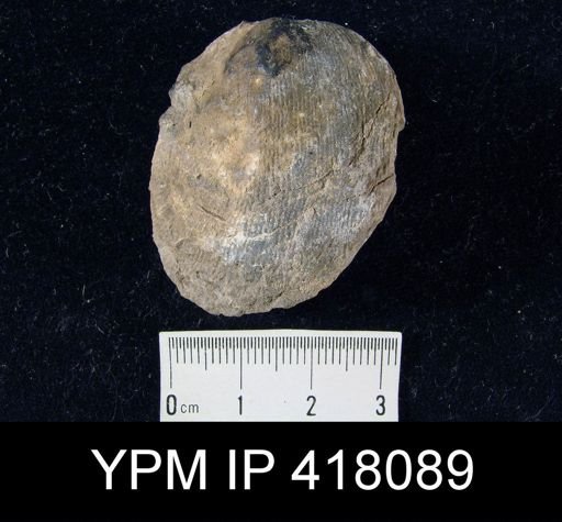 Linoproductus sp.