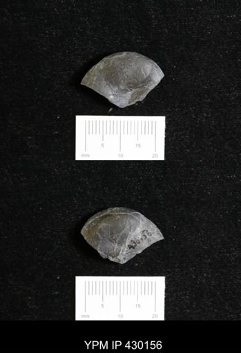 Ammonoidea