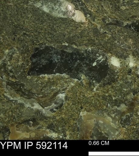 Ostrea sp.