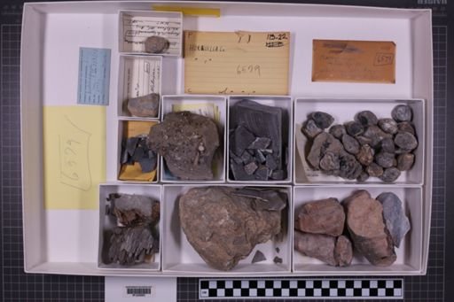 mixed taxa, stratigraphic collection