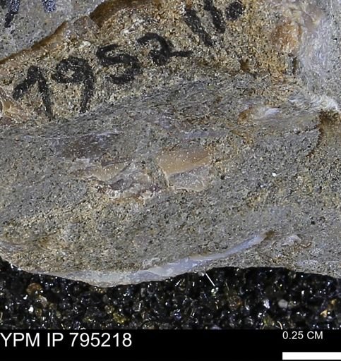 undet. Bivalvia