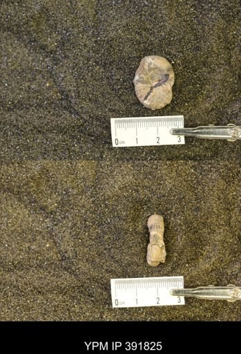 Scaphites whitfieldi