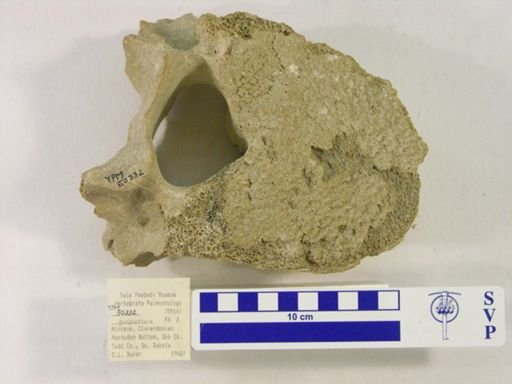Gomphotheriidae