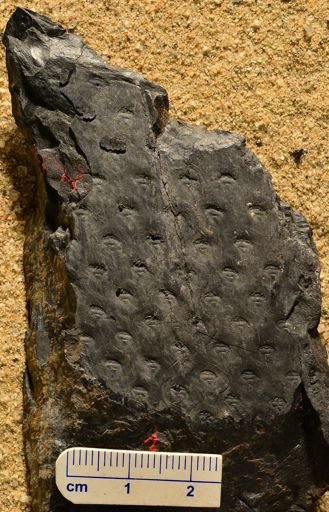 Lepidodendron sp.