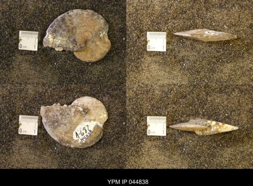 Sphenodiscus lenticularis