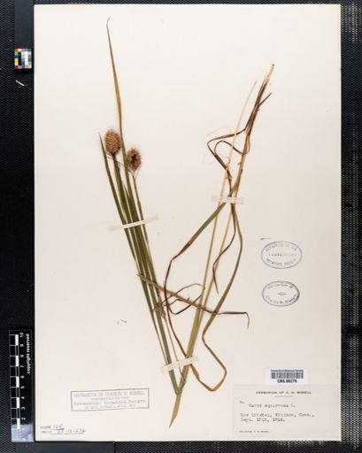 Carex squarrosa