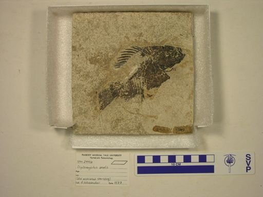 Diplomystus analis