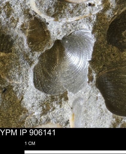 Limopsis striatopunctatus