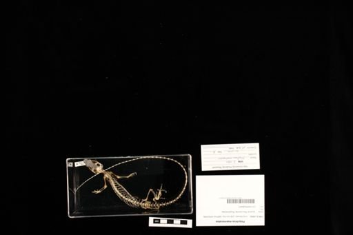 Polychrus marmoratus