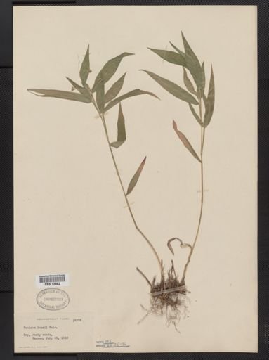 Panicum boscii