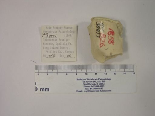 Teleoceras fossiger