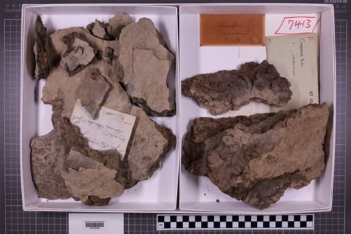 mixed taxa, stratigraphic collection