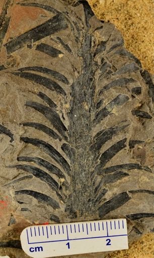 Lepidodendron sp.