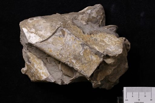 Baculites ovatus