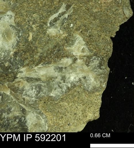 Ostrea translucida?