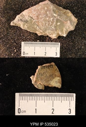 Placenticeras sp.
