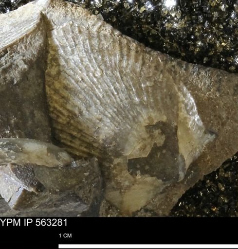 Oxytoma (Hypoxytoma)
