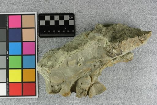 Elomeryx sp.