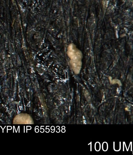 Ammobaculites euides