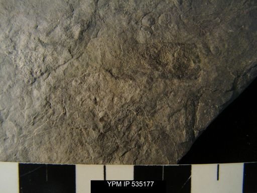 undet. Ostracoda