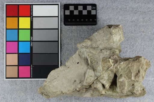 Brontotherium?