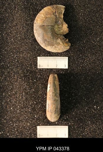 Hoploscaphites nicolletii