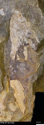 undet. Mollusca