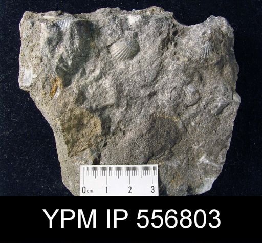 undet. Rhynchonellida