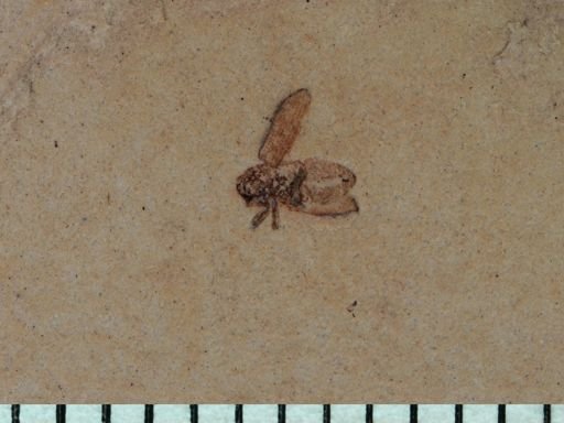 undet. Coleoptera