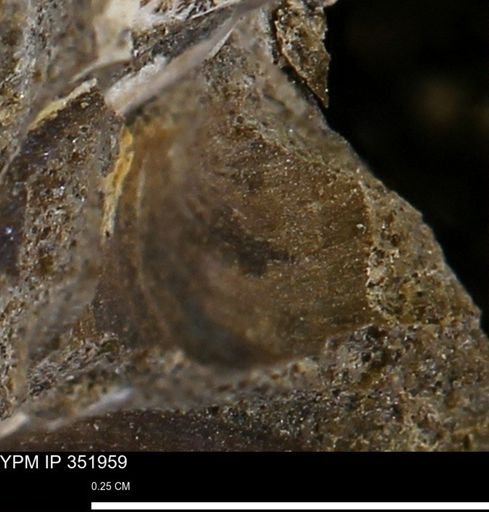 Limopsis striatopunctatus