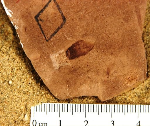 Plantae