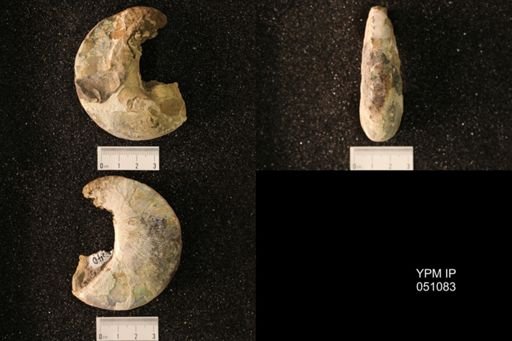 Hoploscaphites nicolletii