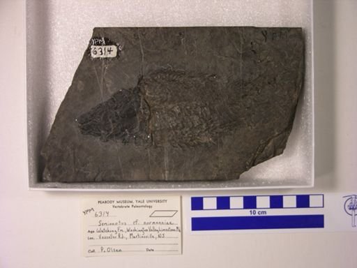 Semionotus cf. normanniae