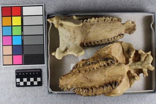 Hyracodon apertus