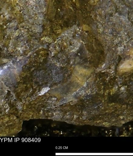 undet. Mollusca