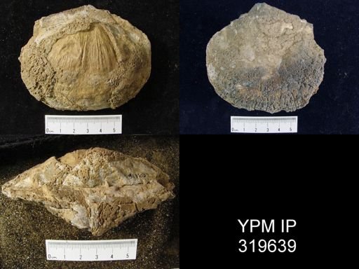 Orthotetes keokuk